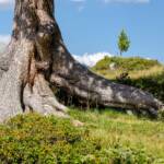 Baummonument, Baum, Bäume, Wurzel, albero, tree