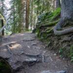 Lehrpfad am Antholzer See, Baum, Bäume, Erlebniswanderweg, Erlebnisweg, Lehrpfad, Lehrweg, Naturerlebnisweg, Naturlehrpfad, Wanderweg, Weg, Wurzel, albero, cammino, sentiero, tree, way