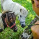 Hauspferde, Anni, Fauna, Huftiere, Kleinpferd, Pferd, Pferde, Pony, Ponys, Ross, Tiere, cavallo, equino, horse