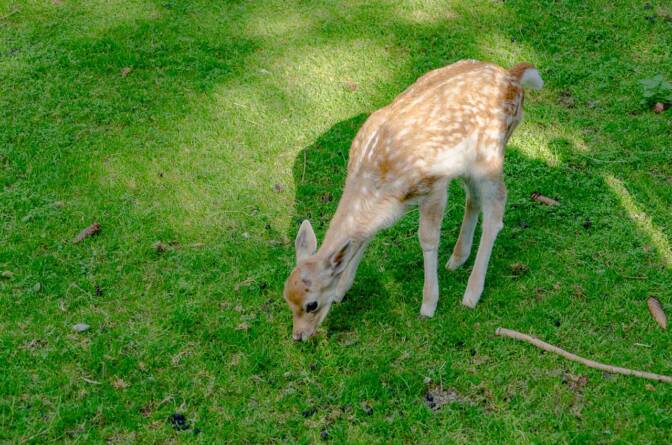 Rehkitz oder doch ein junger Hirsch?
