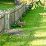 Liegender Rehbock, Dammwild, Fauna, Geweih, Geweihträger, Hirsch, Hirsche, Paarhufer, Rehbock, Rehkitz, Ricke, Rotwild, Tiere, cervidae, cervo, deer, hart