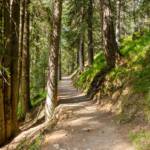 Waldweg, Antholz, Antholzer Tal, Erlebniswanderweg, Erlebnisweg, Lehrpfad, Lehrweg, Naturerlebnisweg, Naturlehrpfad, Rundwanderweg, Rundweg, Waldweg, Wanderweg, Weg, cammino, sentiero, way