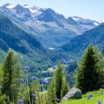 Centaurea, Flockenblumen, Hintere Rotspitze, Hintere Schranspitze, Innere Gramsenspitze, Korbblütler, Kornblumen, Lago di Gioveretto, Martell, Marteller Spitze, Martelltal, See, Stausee, Vordere Rotspitze, Zufritt Stausee, Zufrittsee, Zufritttal, lago, lake