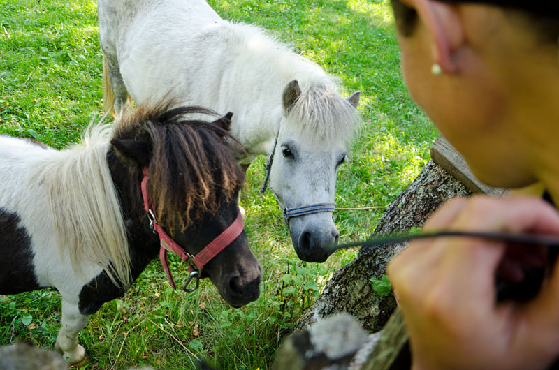 Ponys am Antholzer See 03