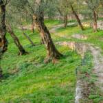 Olivenbäume, Botanik, Flora, Gardameer, Gardasee, Olive, Olivenbaum, Olivenbäume, Olivenhain, Pflanze, Ölbaum