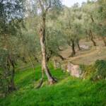 Olivenhain, Botanik, Flora, Gardameer, Gardasee, Olive, Olivenbaum, Olivenbäume, Olivenhain, Pflanze, Ölbaum