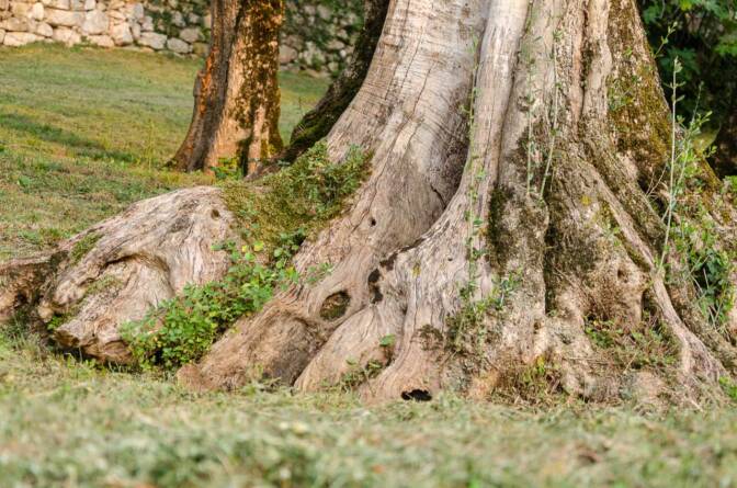 Tief verwurzelt - Olivenhaine säumen den Steig