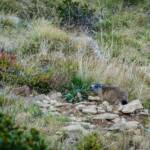 Murmeltiere, Alpenmurmeltier, Fauna, Marmotta, Murmeltier, Murmeltiere, Nagetiere, Tiere