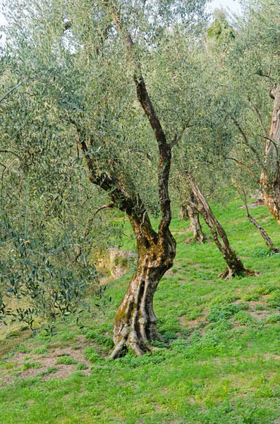 Im Olivenhain am Gardasee 02