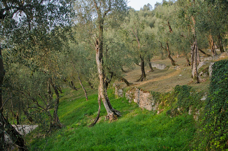 Im Olivenhain am Gardasee 04