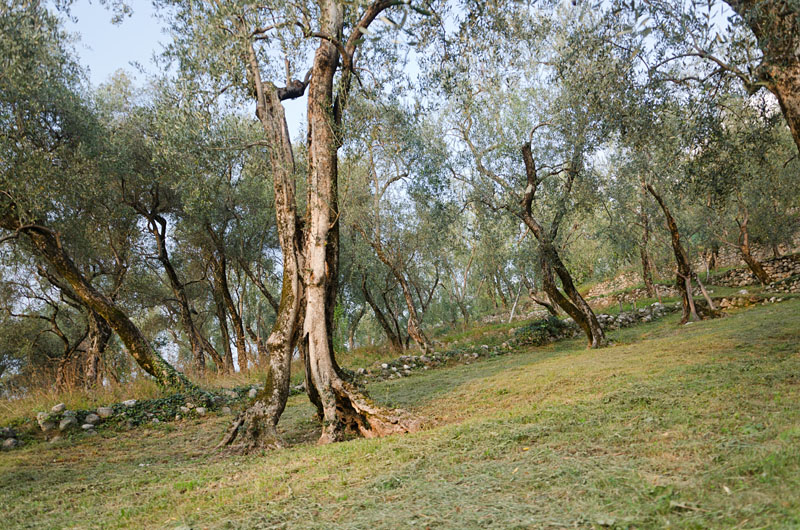 Im Olivenhain am Gardasee 09