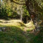 Waldwanderweg, Catena delle Maddalene, Ilmenkamm, Waldwanderweg, Waldweg, Wanderweg, Weg, cammino, sentiero, way