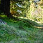 Waldweg, Catena delle Maddalene, Ilmenkamm, Waldwanderweg, Waldweg, Wanderweg, Weg, cammino, sentiero, way