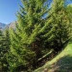 Bresimotal, Val di Bresimo, Valle di Bresimo, Wanderer, Wanderweg, sentiero, wandern