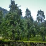 Apfelbäume, Baum, Bresimotal, Bäume, Catena delle Maddalene, Ilmenkamm, Val di Bresimo, Valle di Bresimo, albero, tree