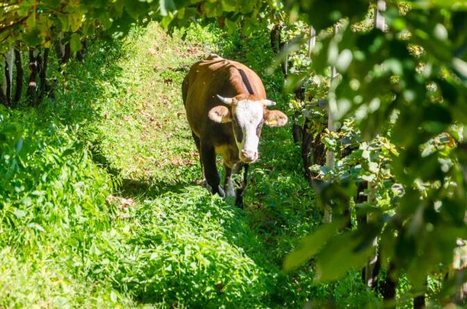 In Montigl einer Fraktion von Terlan grasen die Kühe im Weinberg.