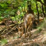 Reh auf Futtersuche