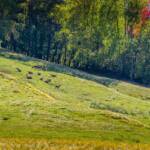 Fauna, Reh, Rotwild, Tiere