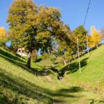 Weide im Passeiertal, Baum, Bäume, Herbst, Herbstfärbung, Laubfärbung, Passeiertal, albero, autumn, autunno, tree