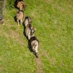 Ziegen, Fauna, Paarhufer, Tiere, Ziege, Ziegen, Ziegenartige, capra, geiss, geissen, goat