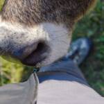 Ziege auf Tuchfühlung, Fauna, Paarhufer, Tiere, Tiermaul