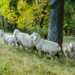 Ziegen, Fauna, Paarhufer, Schaf, Tiere