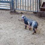 Schwein, Echte Schweine, Fauna, Paarhufer, Schwein, Schweine, Suidae, Tiere