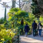 Spaziergang auf der Gilfpromenade, Gilfpromenade, Palmen, Promenade, Spaziergang, Spaziergänger, Spazierweg, Wanderweg, Weg, cammino, palm tree, palma, sentiero, way