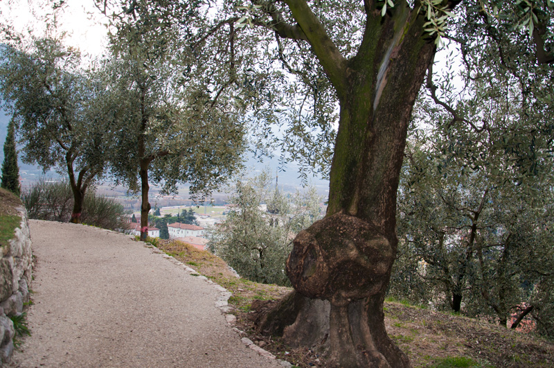 Wandern im Olivenhain