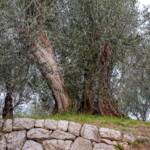 Arco, Sehenswürdigkeit, TN, Trentino