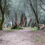 Arco, Sehenswürdigkeit, TN, Trentino