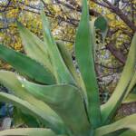 Arco, Sehenswürdigkeit, TN, Trentino