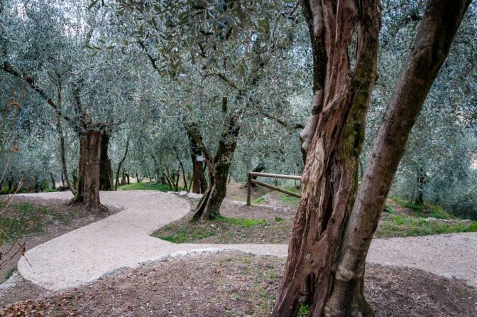 Rilke-Weg im Olivenwäldchen