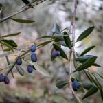 Oliven, Botanik, Flora, Olive, Oliven, Olivenbaum, Olivenbäume, Pflanze, schwarze Oliven, Ölbaum