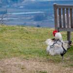 Flügelschlagender Hahn, Arco, Bank, Fauna, Federvieh, Gigger, Gockel, Hahn, Holzbank, TN, Tiere, Trentino, Vogel, Vögel