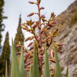 Arco, Sehenswürdigkeit, TN, Trentino
