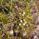 Wacholder, Botanik, Flora, Gewürz, Gewürzbeere, Gewürze, Gewürzpflanze, Juniperus, Machandelbaum, Pflanze, Räuchergewürz, Strauch, Wacholder, Wacholderbeeren, Wacholderzweige