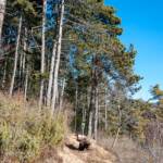 Waldweg, Nadelbaum, Nadelbäume, Nadelgehölze, Romeno, Wald, Waldweg, Wanderweg, Weg, cammino, sentiero, way