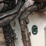 Margreid an der Weinstraße, Margreid, Naturdenkmal, Rebe, Reben, Südtiroler Unterland, Weinrebe, älteste Rebe Südtirols, älteste Weinrebe