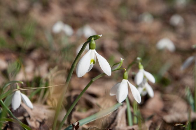 Schneeglöckchenblüte im Valle di Ledro