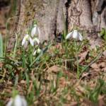 Blume, Blumen, Frühlingsglöckchen, Galanthus, Hübsches Februar-Mädchen, Lichtmess-Glocken, Lichtmess-Glöckchen, Marienkerzen, Milchblume, Schnee-Durchstecher, Schneeglöckchen, Weiße Jungfrau, Weißglatze, fiore, fiori, weiß