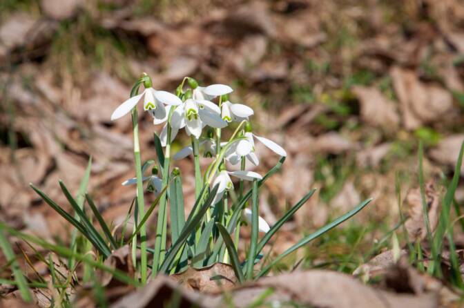 Schneeglöckchenblüte im Valle di Ledro