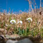Schneeglöckchen, Blume, Blumen, Frühlingsglöckchen, Galanthus, Hübsches Februar-Mädchen, Lichtmess-Glocken, Lichtmess-Glöckchen, Marienkerzen, Milchblume, Schnee-Durchstecher, Schneeglöckchen, Weiße Jungfrau, Weißglatze, fiore, fiori, weiß
