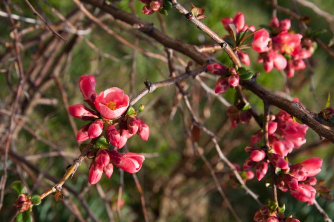 Frühling im Val di Non