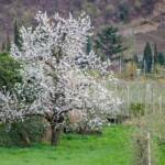 Blüte, blossom, fioritura