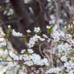Blüte, blossom, fioritura