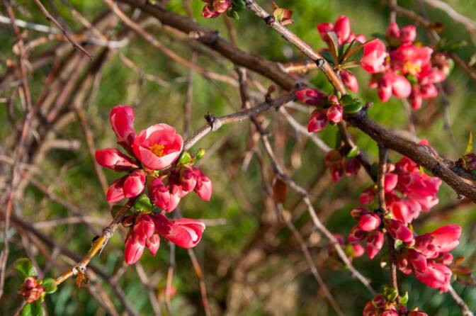 Frühling im Val di Non