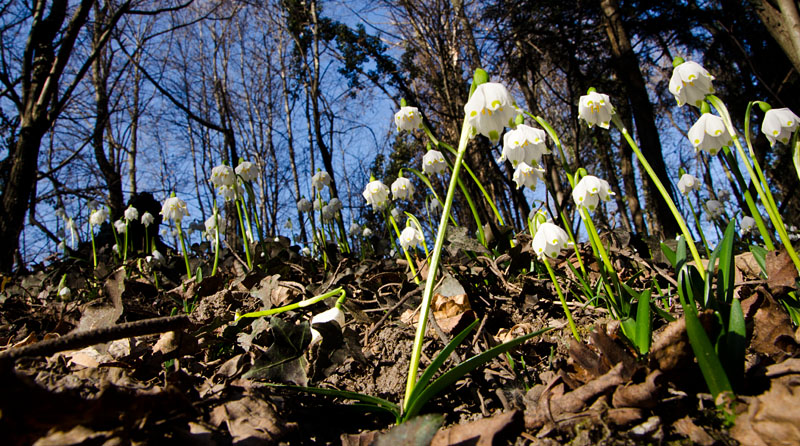 Die ersten Frühlingsboten im Frühlingstal zwischen Kalterer See und Montiggler See: Große Schneegloeckchen auch Märzenbecher genannt.