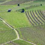 Kulturlandschaft, Weinberg, Weinberge, grün, vigna, vigneto, vineyard