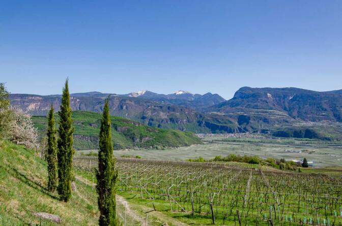 Über Weinreben zum Weißhorn und Schwarzhorn